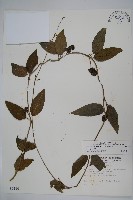 藏品(絨毛芙蓉蘭)的圖片