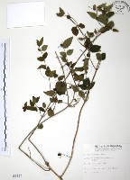 藏品(山素英)的圖片