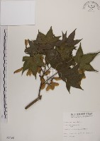 藏品(青楓)的圖片