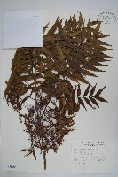 藏品(黃連木、爛心木)的圖片