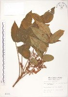 藏品(羅氏鹽膚木)的圖片