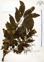 藏品(山豬肉)的圖片