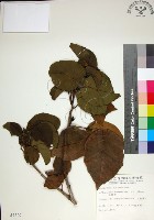 藏品(止宮樹)的圖片