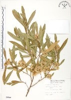 藏品(車桑子)的圖片