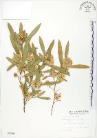 藏品(車桑子)的圖片