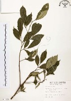 藏品(石苓舅)的圖片