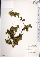 藏品(烏柑仔)的圖片