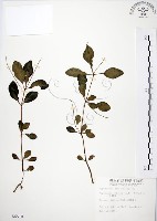 藏品(椒草)的圖片