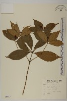 藏品(草珊瑚、紅果金粟蘭)的圖片