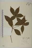 藏品(草珊瑚、紅果金粟蘭)的圖片