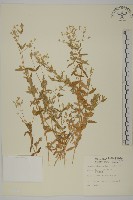 藏品(疏花繁縷)的圖片