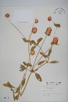 藏品(千日紅、圓仔花)的圖片