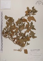 藏品(番杏)的圖片