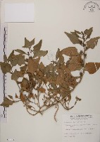 藏品(番杏)的圖片