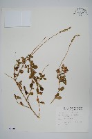 藏品(假川牛膝)的圖片