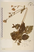 藏品(黃花三七草)的圖片