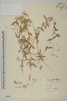 藏品(疏花繁縷)的圖片