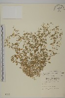 藏品(三脈種阜草)的圖片