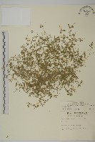 藏品(三脈種阜草)的圖片