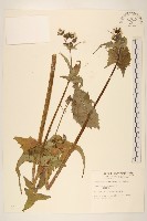 藏品(苦滇菜、苦菜)的圖片