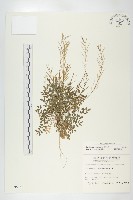 藏品(水花菜)的圖片