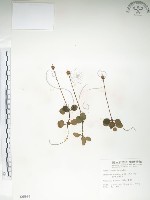 藏品(單花鹿蹄草)的圖片