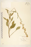 藏品(一枝黃花)的圖片