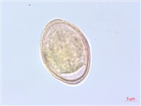 藏品(日本當歸、大和當歸)的圖片