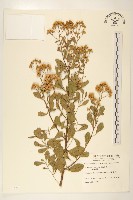 藏品(鯽魚膽、闊苞菊)的圖片