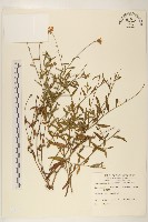 藏品(雞兒腸)的圖片