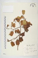 藏品(馬鞍藤)的圖片