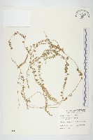 藏品(土丁桂)的圖片