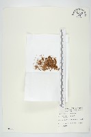 藏品(菟絲子)的圖片