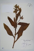 藏品(康復力)的圖片