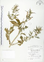 藏品(益母草)的圖片