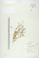 藏品(焊菜)的圖片