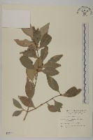 藏品(福建賽衛矛、福建假衛矛)的圖片