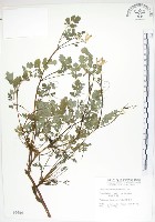 藏品(臺灣黃菫)的圖片