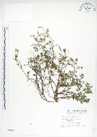 藏品(臺灣黃菫)的圖片