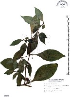 藏品(龍珠)的圖片