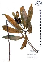 藏品(七葉一枝花)的圖片