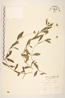 藏品(蟛蜞菊)的圖片