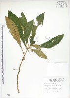 藏品(同蕊草、異色線柱苣苔)的圖片