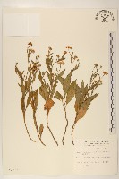 藏品(雞兒腸)的圖片