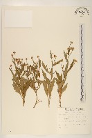 藏品(雞兒腸)的圖片