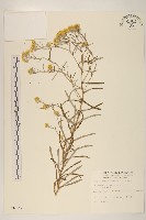 藏品(秋鼠麴草)的圖片