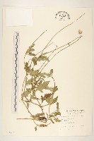 藏品(長柄菊)的圖片