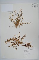 藏品(塊莖蘆莉草、紫莉花、藍蘆莉、球根蘆莉)的圖片