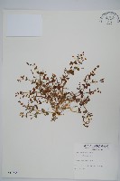 藏品(塊莖蘆莉草、紫莉花、藍蘆莉、球根蘆莉)的圖片