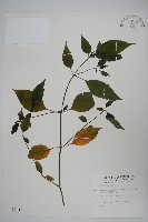 藏品(長花九頭獅子草、山藍)的圖片